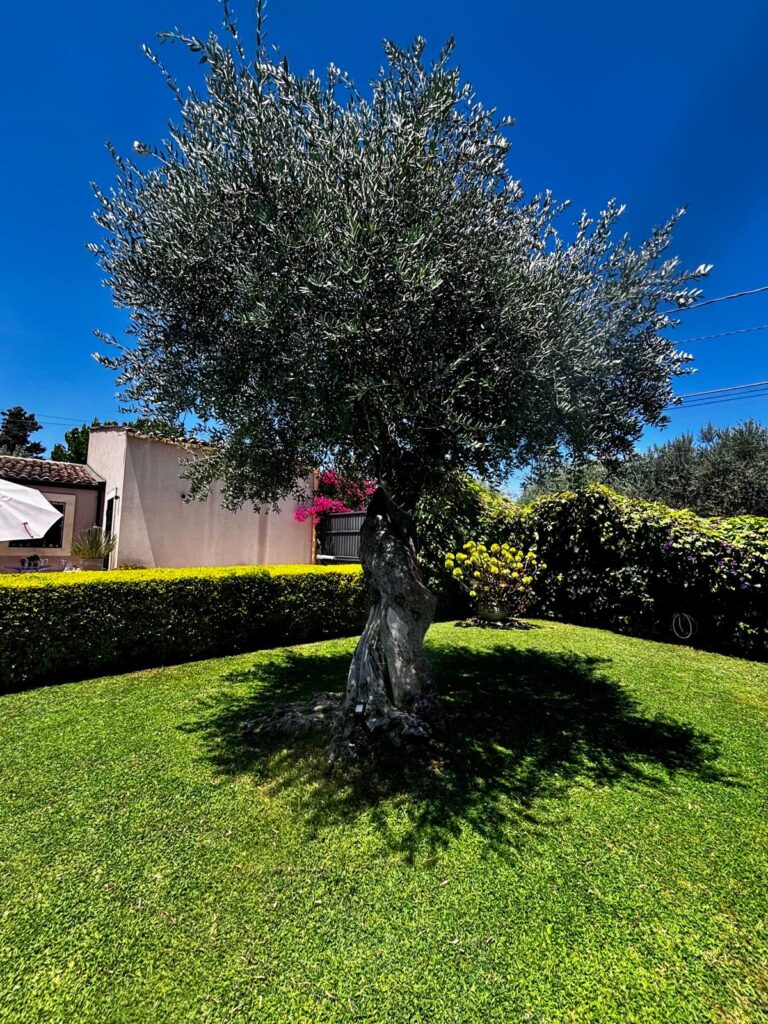 Ulivo nel giardino del Baglio del Picchio
